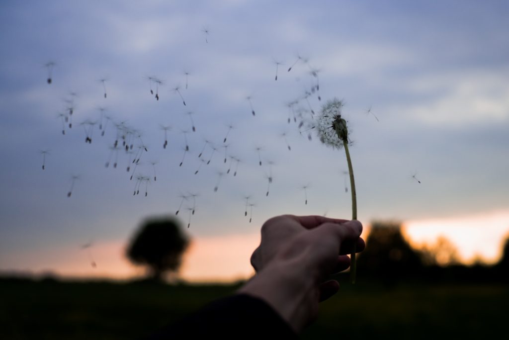 Person holding a dandelion that is blowing in the wind